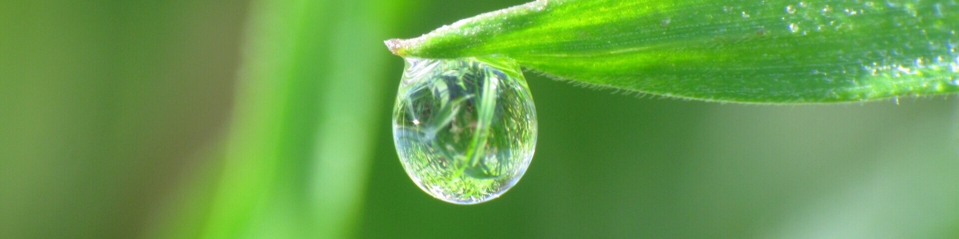 Morning Dew