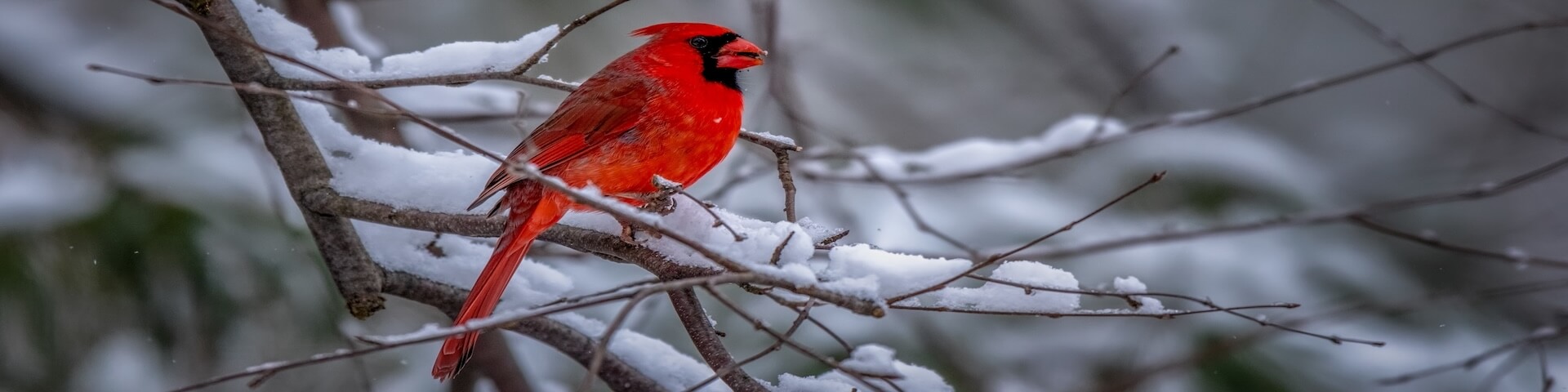 Cardinal In The Winter
