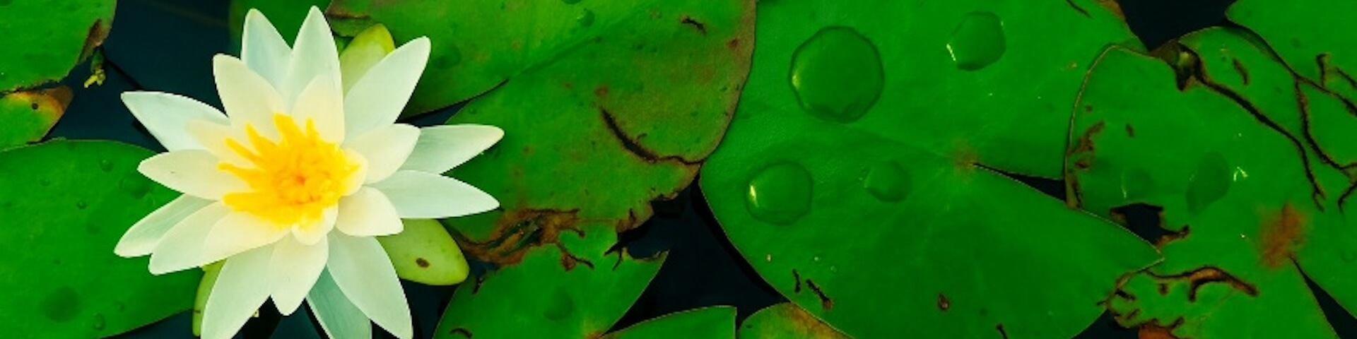 Water Lily