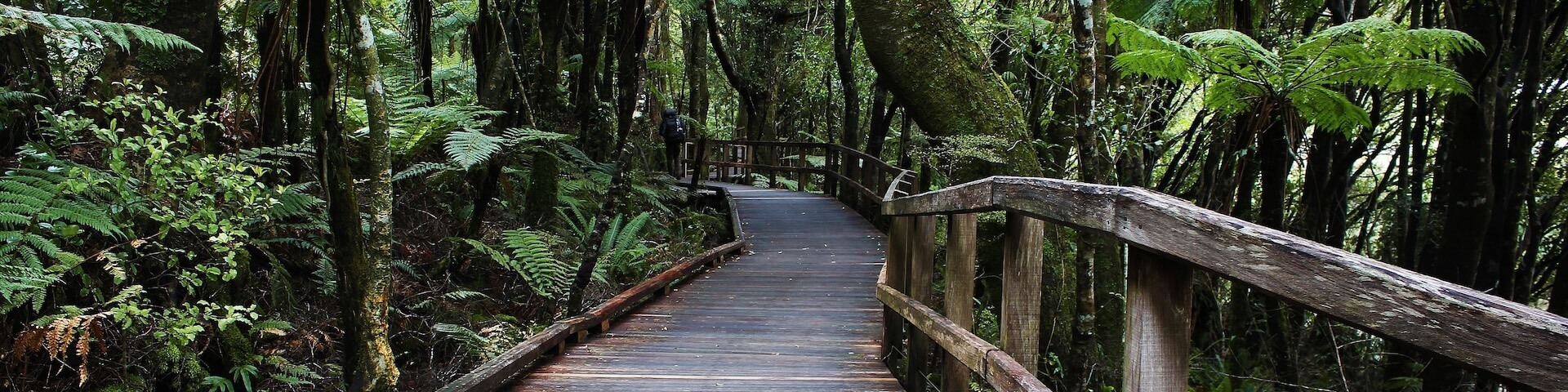 Rainforest Pathway
