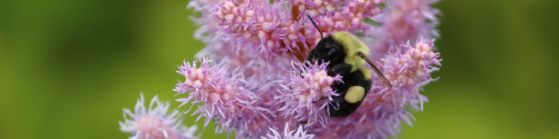 Bee on Flower