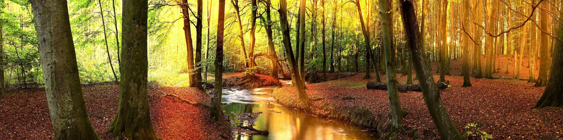 Creek in the Autumn