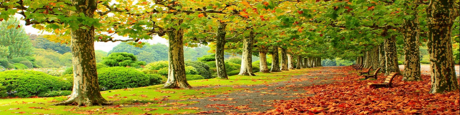 Changing Season