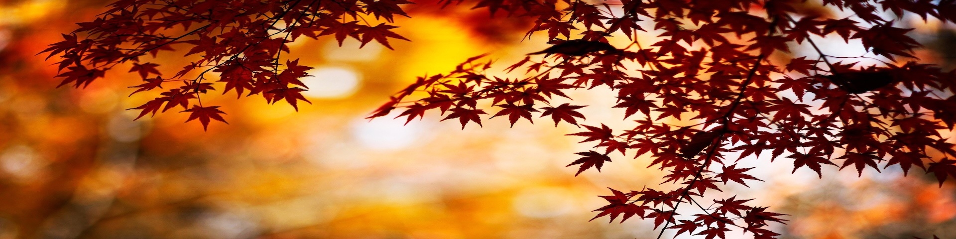 Autumn Leaves